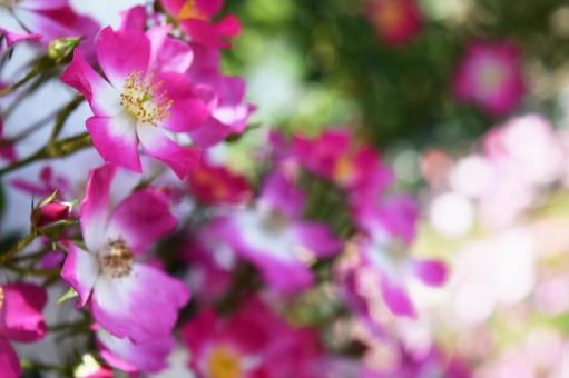花 花の写真