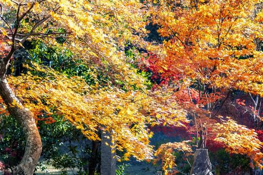 紅葉|宝福寺 紅葉|宝福寺 もみじ,美しい,カラフルの写真素材