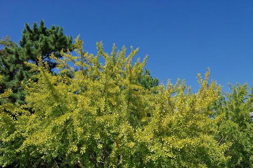 10月の空と色づき始めたイチョウ 10月の空と色づき始めたイチョウ 秋空,秋晴れ,青空の写真素材