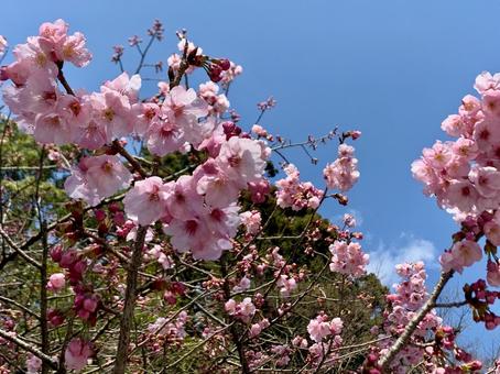 霧島の桜 霧島の桜 風景,散歩,自然の写真素材
