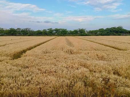 一面の麦畑 一面の麦畑 麦,風景,小麦の写真素材