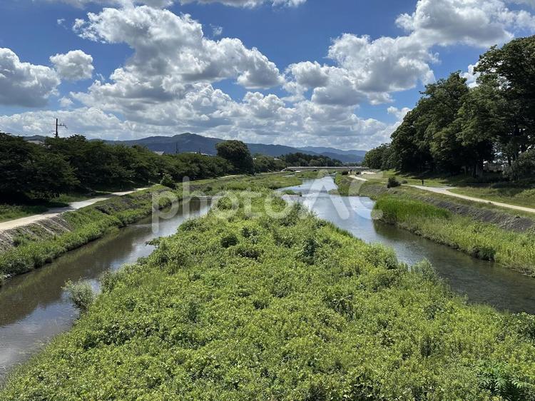 夏の京都 賀茂川 賀茂川,鴨川,京都の写真素材