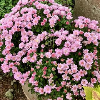 花★ガーデンマム（ピンク） ガーデンマム,ピンク,フラワーの写真素材