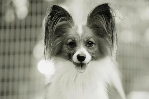 パピヨンのモノクロポートレート パピヨンのモノクロポートレート 犬,パピヨン,いぬの写真素材