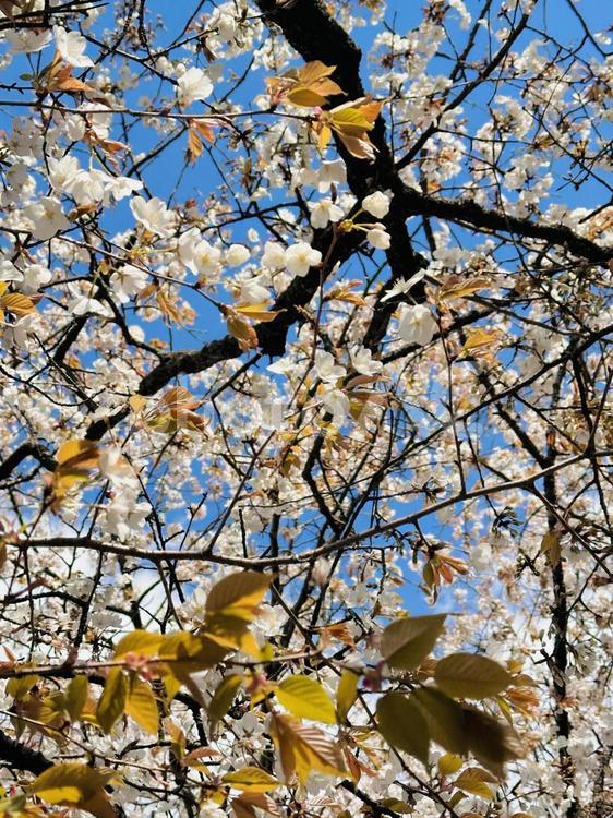 青空と白い桜 青空,桜,春の写真素材