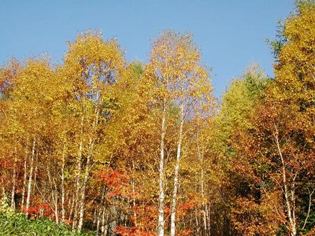コウヨウ・紅葉　自然風景 樹木,葉,色づくの写真素材