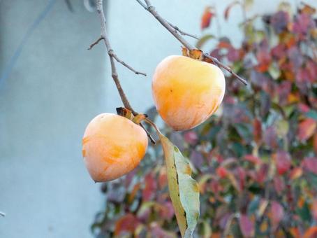【風景写真】柿の実 柿,カキ,葉の写真素材