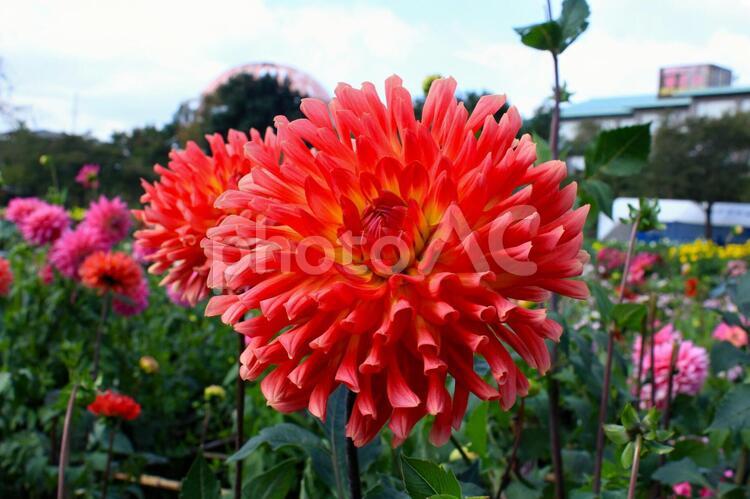 赤いダリア(山形県川西町) ダリア,ダリヤ,赤の写真素材
