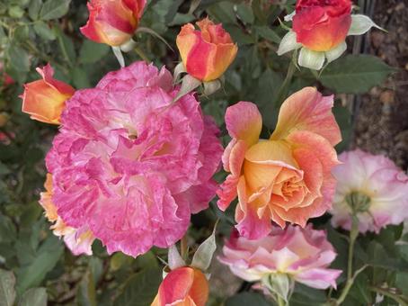 美しいバラの花 美しいバラの花 薔薇,綺麗,花の写真素材