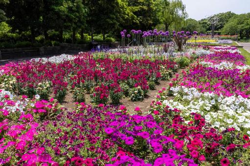 Flower beds at Nagakubo Green Park, JPG Flower beds at Nagakubo Green Park, JPG