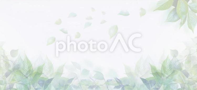 初夏の芽吹き　新録の葉のテクスチャ素材 新緑,葉,初夏の写真素材