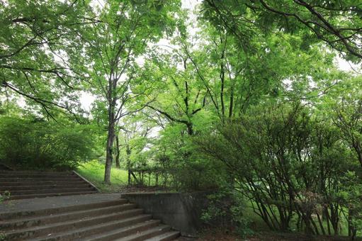 武蔵丘陵森林公園の新緑 武蔵丘陵森林公園の新緑の写真
