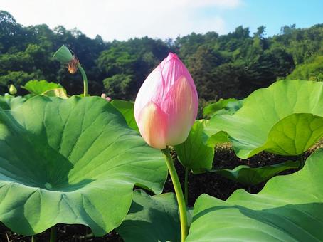 蓮の花 蓮の花の写真