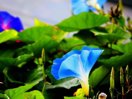 朝顔 花,植物,夏の写真素材