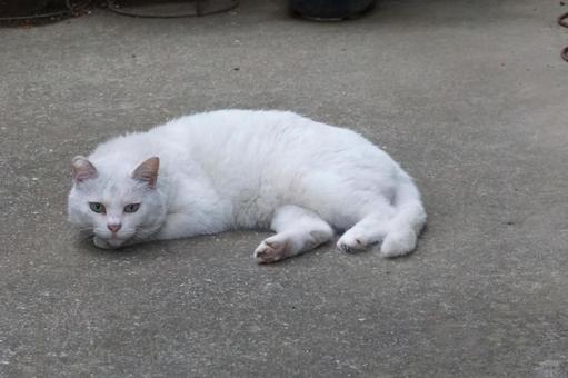 休憩中の白猫1 ネコ,町ネコ,可愛いの写真素材