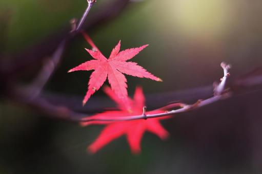 幻想的な秋の紅葉 幻想的な秋の紅葉 紅葉,秋,もみじの写真素材