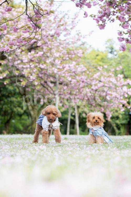 桜とトイプードル トイプードル,トイプー,桜の写真素材