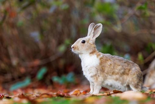 The rabbits of Okunoshima, JPG The rabbits of Okunoshima, JPG