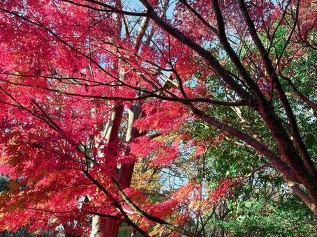 真っ赤な紅葉 真っ赤な紅葉の写真