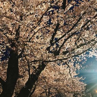 夜桜の並木、春の訪れを感じさせる風景 夜桜の並木、春の訪れを感じさせる風景の写真