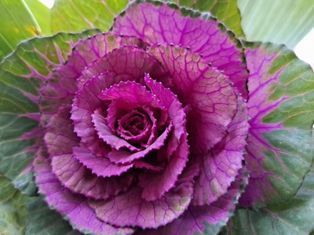 葉牡丹 葉牡丹 葉牡丹,植物,紫の写真素材