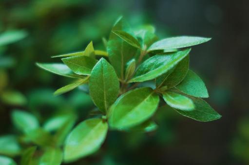 Photo, green, play grass, natural, 