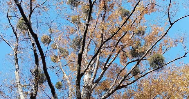 秋のヤドリギ ヤドリギ,木,空の写真素材