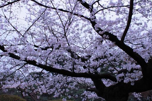 桜 桜,しだれ桜,春の写真素材
