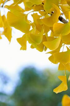 空間を開けたイチョウの葉とボケ背景 イチョウ,銀杏,葉の写真素材