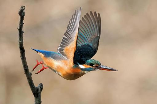 カワセミの飛び出し カワセミの飛び出し カワセミ,飛び出し,羽ばたきの写真素材