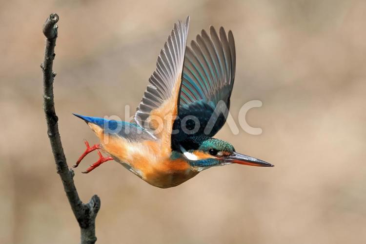 カワセミの飛び出し カワセミ,飛び出し,羽ばたきの写真素材