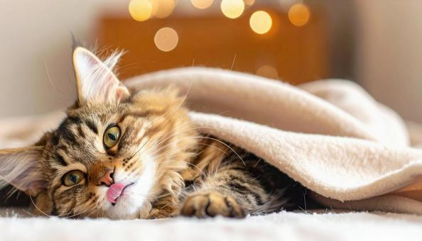 舌を出す猫 舌を出す猫の写真