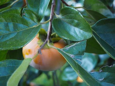 柿の木 柿,果物,木の写真素材