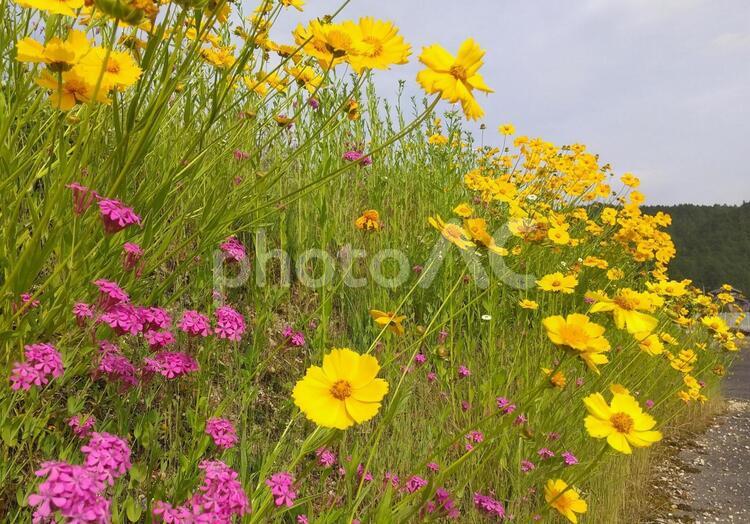 田舎の風景 自然,花,夏の写真素材