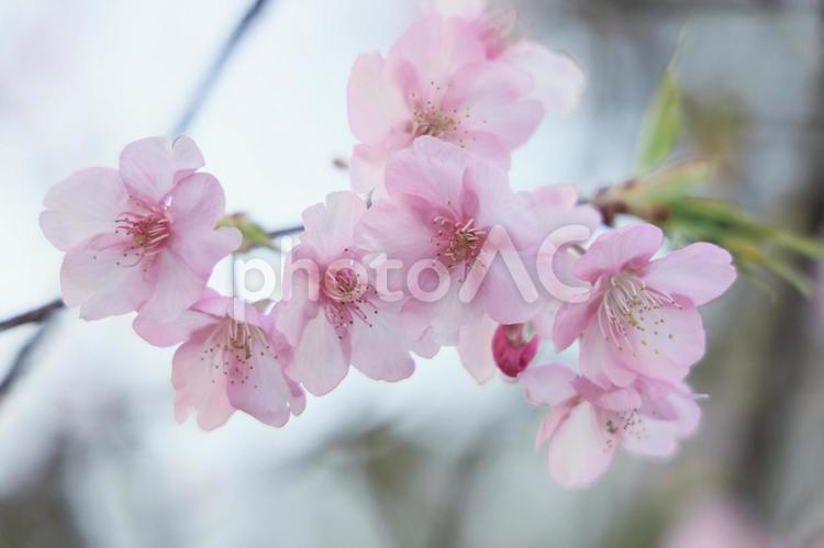 透けるピンクの桜の花びら 桜,河津桜,寒桜の写真素材