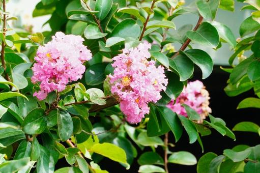 サルスベリ サルスベリ,花,園芸の写真素材