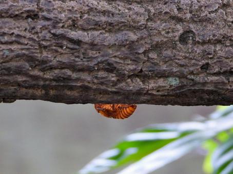 A cicada shell found underneath a fence, JPG