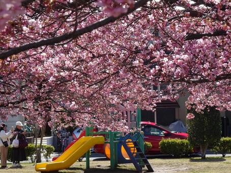 Photo, park, kawazu cherry tree, petal, 