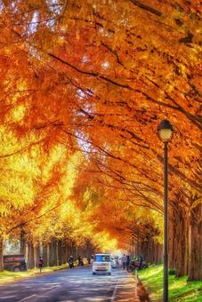 メタセコイア メタセコイアの写真