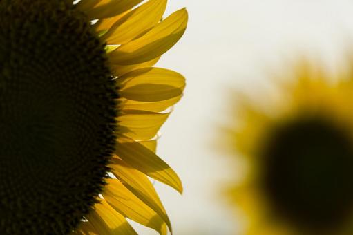 ひまわりの花びら ひまわりの花びらの写真