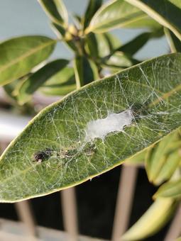 クモの巣 クモの巣,クモ,蜘蛛の写真素材