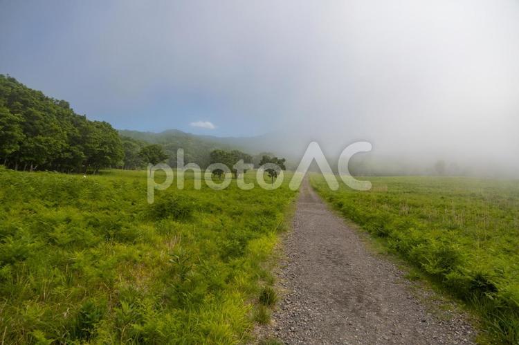 霧が立ちこんだ青空と草原と遊歩道 霧,立ちこむ,青空の写真素材