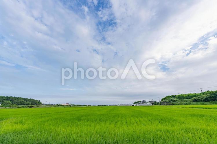 夏の青空と田んぼ 田んぼ,青空,空の写真素材