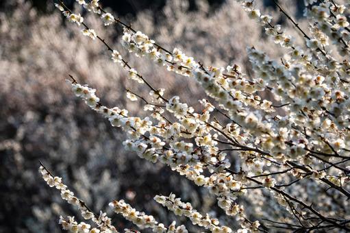 Photo, flower, spring, ume, 