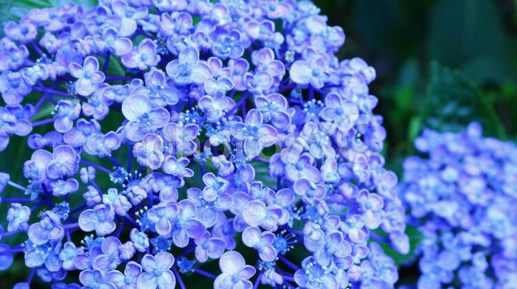 ブルーのウズアジサイ	アップ 花,自然,植えるの写真素材