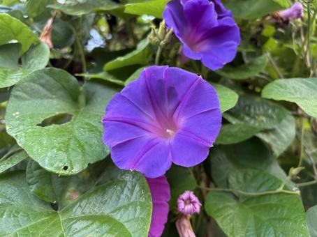 アサガオの顔の写真