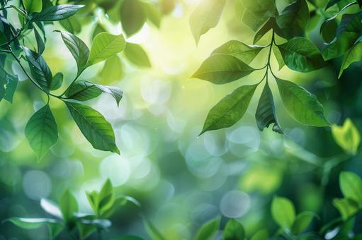 透き通る新緑と優しい玉ボケ背景の写真