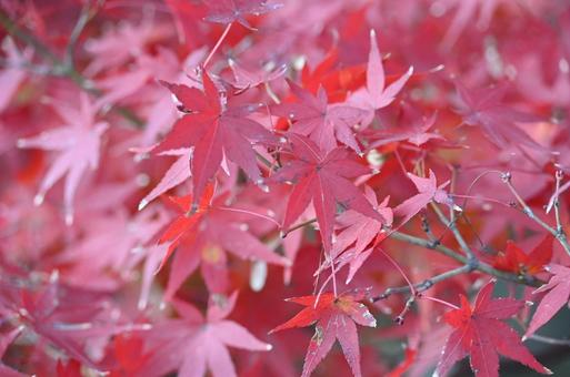 紅く紅葉したモミジ(一眼レフ) 紅く紅葉したモミジ(一眼レフ)の写真