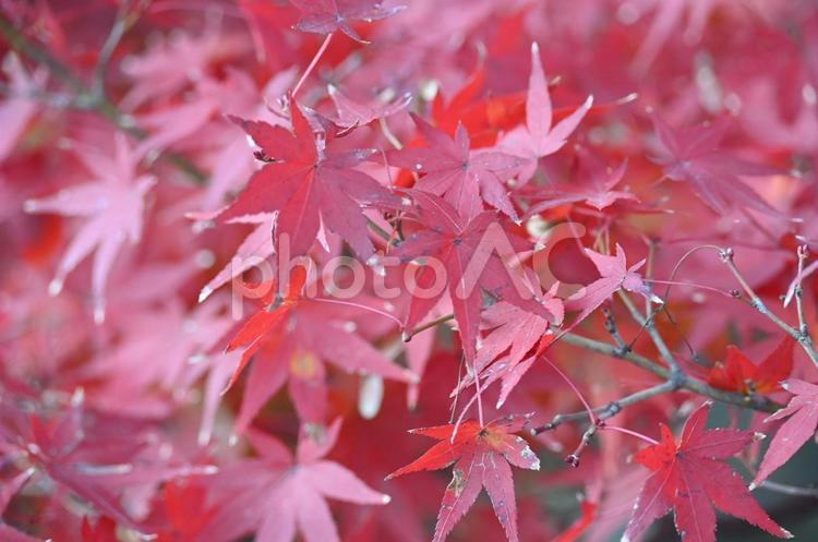紅く紅葉したモミジ（一眼レフ） モミジ,紅葉,木の写真素材