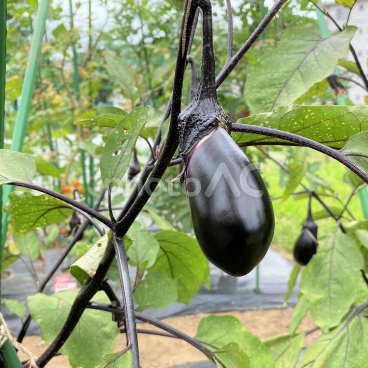 7月の家庭菜園・ナスの実 家庭菜園,野菜作り,7月の写真素材